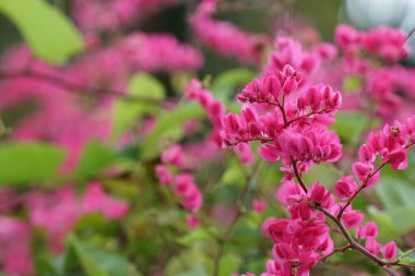Açık büyüyen renk çiçekler yakın 