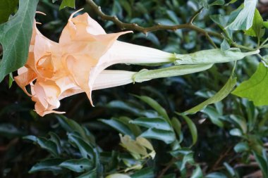 Açık büyüyen renk çiçekler yakın 