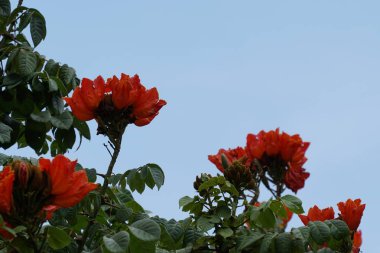 Açık büyüyen renk çiçekler yakın 