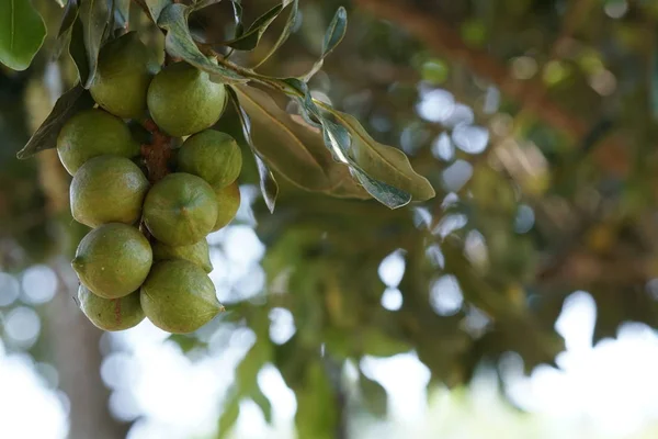 Fruits Exotiques Poussant Arbre Jour — Photo