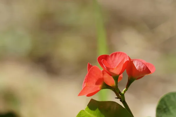 Närbild Färg Blommor Växer Utomhus — Stockfoto