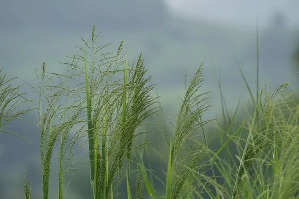 Close Van Wilde Planten Die Overdag Buiten Groeien — Stockfoto