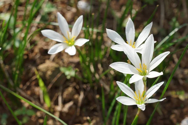 Close Color Flowers Growing Outdoor — Stock Photo, Image