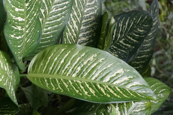 Close Van Wilde Planten Die Overdag Buiten Groeien — Stockfoto