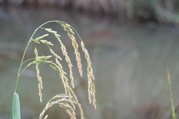 Gros Plan Plantes Sauvages Poussant Extérieur Jour — Photo