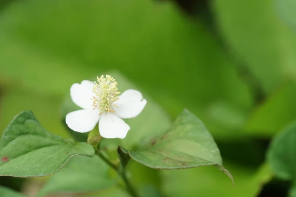 Närbild Färg Blomma Växande Utomhus — Stockfoto