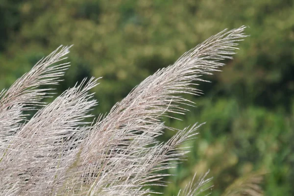 Gros Plan Plantes Sauvages Poussant Extérieur Jour — Photo