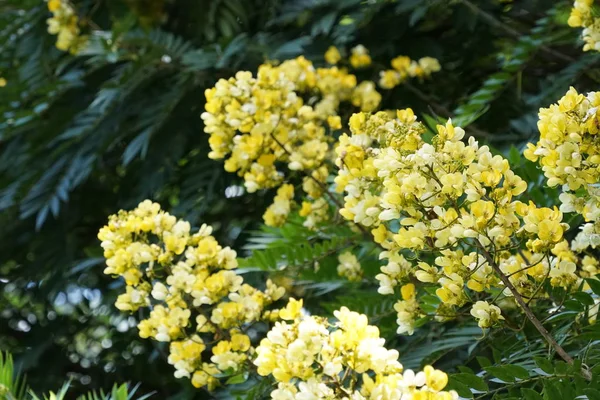 屋外で成長している色の花のクローズアップ — ストック写真