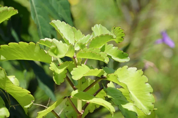 Nahaufnahme Von Wildpflanzen Die Tagsüber Freien Wachsen — Stockfoto