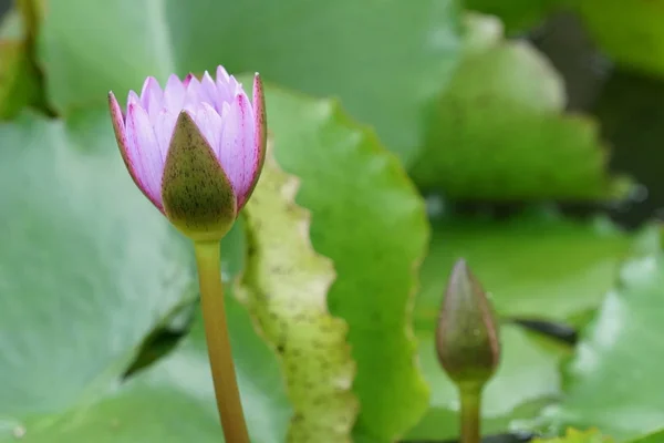 水中生长的百合花的特写 — 图库照片