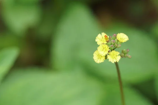 Close Flores Cor Crescendo Livre — Fotografia de Stock