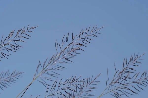 Nahaufnahme Von Wildpflanzen Freien Tag — Stockfoto