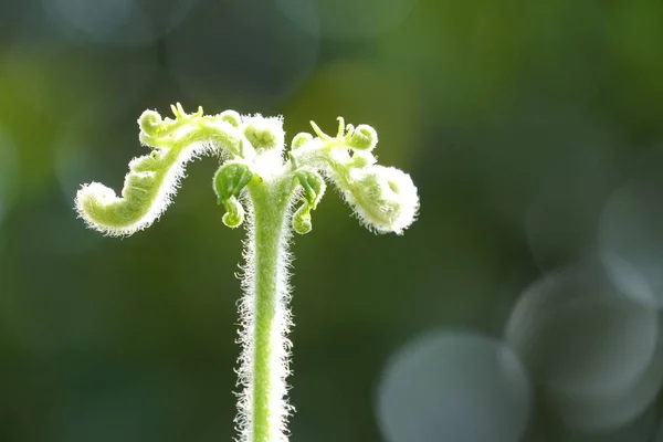 Närbild Gröna Växter Utomhus Dagtid — Stockfoto