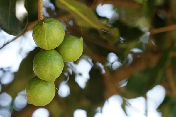 Gündüz Ağacında Büyüyen Egzotik Meyveler — Stok fotoğraf