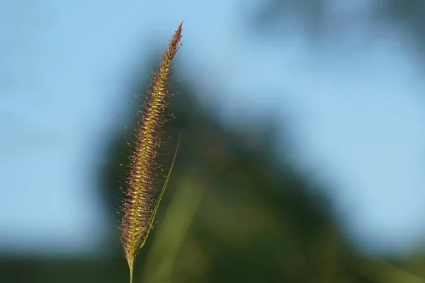 Gündüz Açık Havada Büyüyen Vahşi Bitkilerin Yakın — Stok fotoğraf