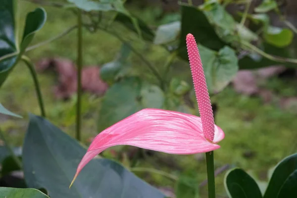 Primer Plano Flor Color Creciendo Aire Libre —  Fotos de Stock