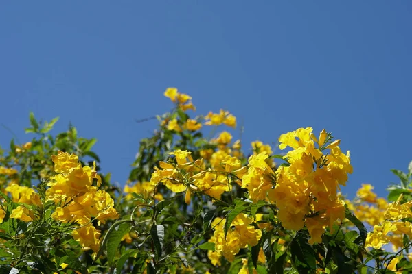 Primo Piano Fiori Colore Che Crescono All Aperto — Foto Stock