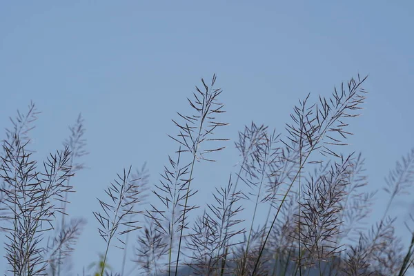 白天户外野生植物的特写 — 图库照片