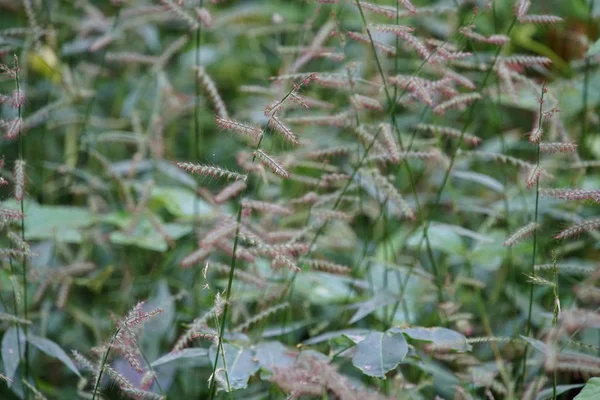 Close Green Plants Outdoors Daytime — Stock Photo, Image