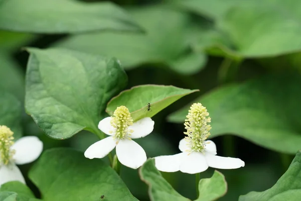 Närbild Färg Blommor Växer Utomhus — Stockfoto