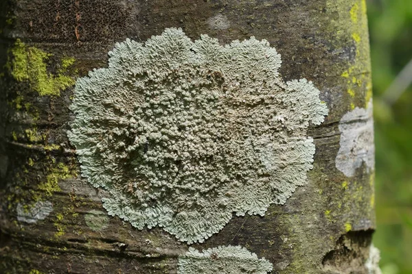 Lichene Ramo Albero Con Muschi Verde Scuro — Foto Stock