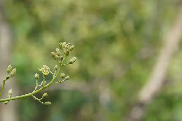 Primer Plano Las Plantas Verdes Aire Libre Durante Día — Foto de Stock