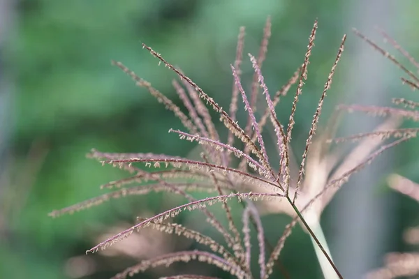 Fermer Les Plantes Vertes Extérieur Jour — Photo