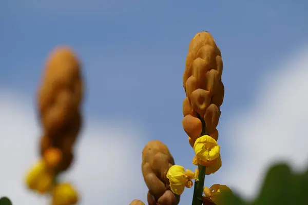 Blízko Barevných Květin Rostoucích Venku — Stock fotografie