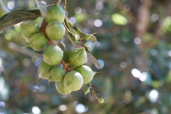 Frutas Exóticas Que Crecen Árbol Durante Día — Foto de Stock