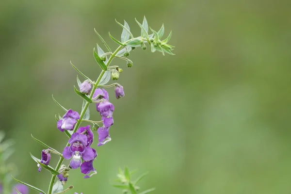 Nahaufnahme Von Farbigen Blumen Die Freien Wachsen — Stockfoto