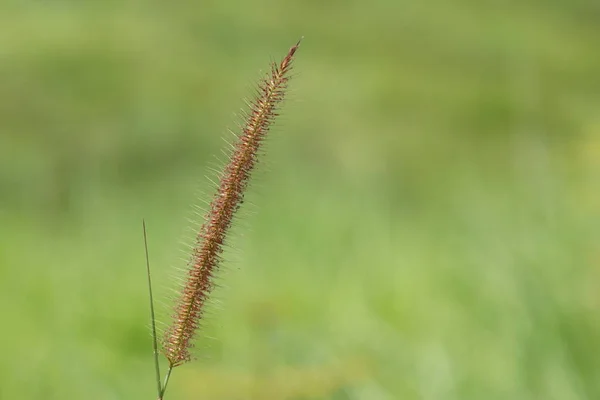 Fechar Plantas Selvagens Que Crescem Livre Durante Dia — Fotografia de Stock