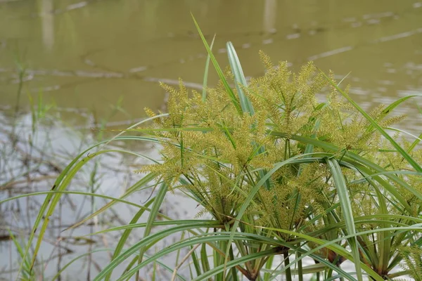 Gros Plan Plantes Sauvages Poussant Extérieur Jour — Photo