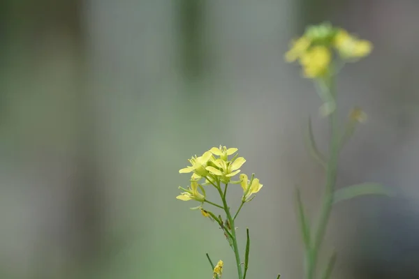 Close Flores Cor Crescendo Livre — Fotografia de Stock