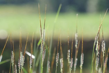 gün içinde açık havada vahşi bitkilerin yakın 
