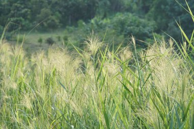 gündüz açık havada büyüyen vahşi bitkilerin yakın 