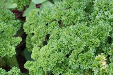 gündüz maydanoz ile tarım alanı görünümü