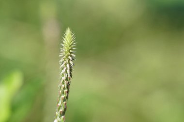 gündüz açık havada yeşil bitkilerin yakın 