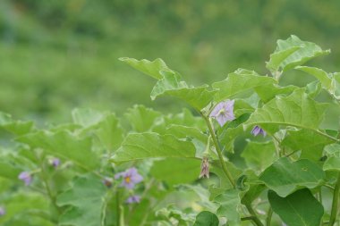 Gündüz, tarım alanının görünümü