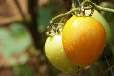 gündüz domates ile tarım alanı görünümü