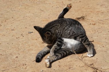 sevimli gri kedi rahatlatıcı açık 