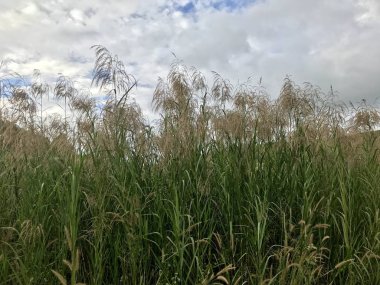 gün içinde açık havada vahşi bitkilerin yakın 