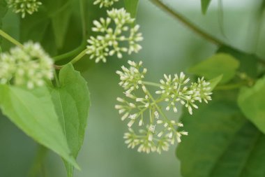 gündüz açık havada büyüyen vahşi bitkilerin yakın 