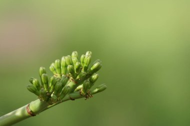 gün içinde açık havada vahşi bitkilerin yakın 