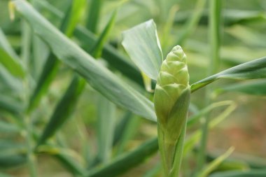 gündüz açık havada büyüyen vahşi bitkilerin yakın 