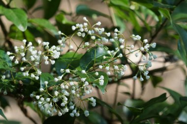 Açık büyüyen renk çiçekler yakın 