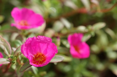 Açık büyüyen renk çiçekler yakın 