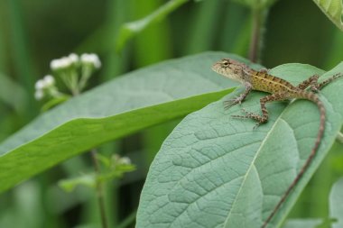 kertenkele açık havada duran yakın çekim