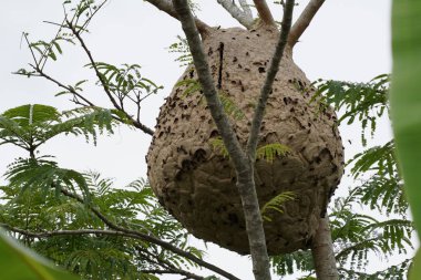 ağaç dalı üzerinde termit yuva yakın 