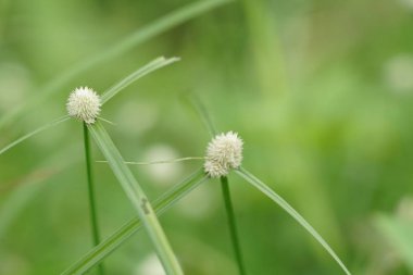 gündüz açık havada büyüyen vahşi bitkilerin yakın 