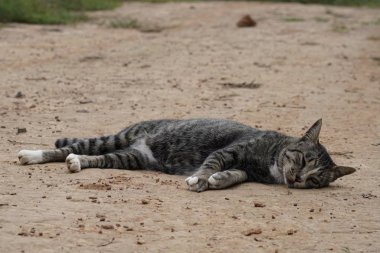 sevimli gri kedi rahatlatıcı açık 